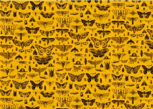 wrapping paper of moths and bugs on library yellow background