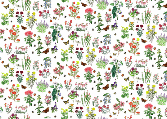 Small colourful flowers on a white background